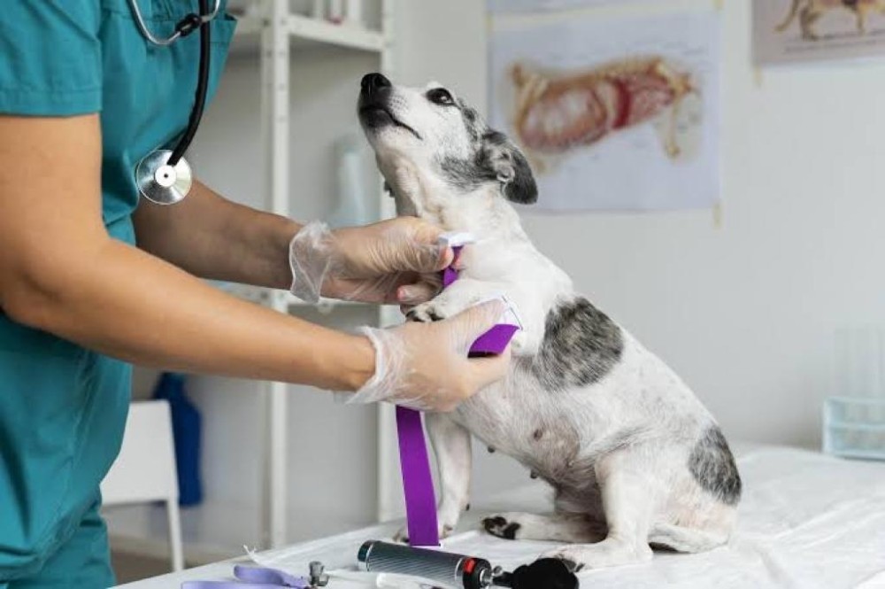Prefeitura assina termo que implementa programa Pet Saúde GV