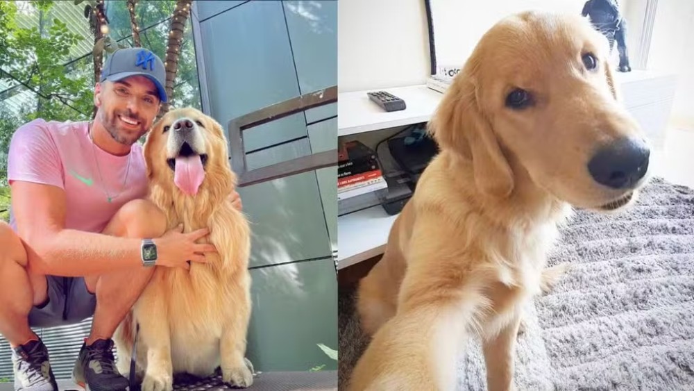 Após morte do cão Joca, veterinária orienta como transportar pets em viagens