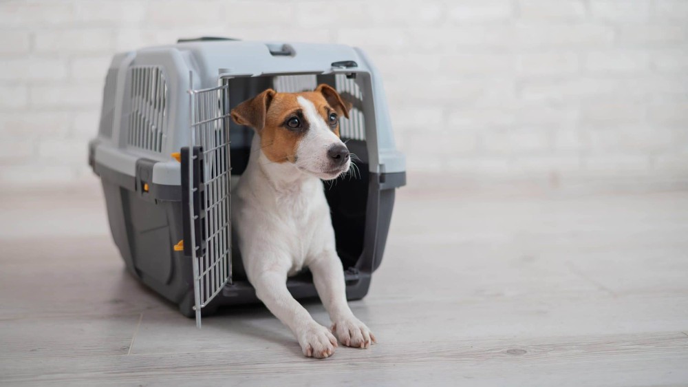 Câmara aprova projeto que obriga aéreas a rastrear transporte de pets